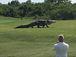 nfrom Chris Murphy 01634 686 515nTalk about an awkward handicap - this monster of an alligator was seen taking a casual stroll across a golf course.nStunned players cold only stand and stare, and hope it didn't change direction.nPlayer Charles Helms took some video of the beast that looked like it should be on the set of a Jurassic Park movie.nMr Helms said he posted a video on his Facebook page, after spotting the enormous gator roaming a golf course in Palmetto, Florida.nThe biggest alligator ever recorded in Florida was 14 feet long, weighing 780 pounds, and some estimates put this one at 25ft.nSee the video herenhttp://news3lv.com/news/local/giant-alligator-roams-golf-course-in-floridannendsnn